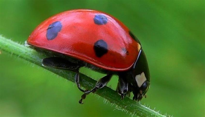 Trova una coccinella e la fortuna sarà con te..! Trova una coccinella e la fortuna sarà con te..!
